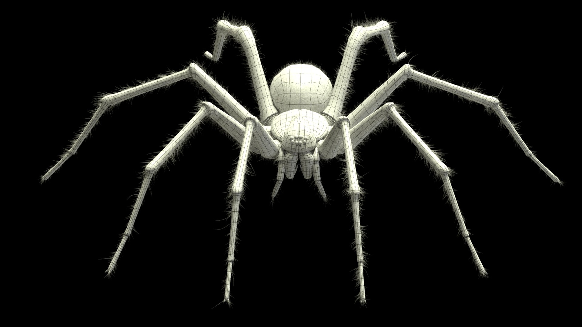tegenaria domestica 3D model https://p.turbosquid.com/ts-thumb/jl/tkCn0n/TXAfZx3E/r7/png/1523067247/1920x1080/fit_q87/b4d78d11d2713df7f803aa2a93b869e27c82e48b/r7.jpg
