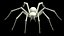 Tegenaria Domestica