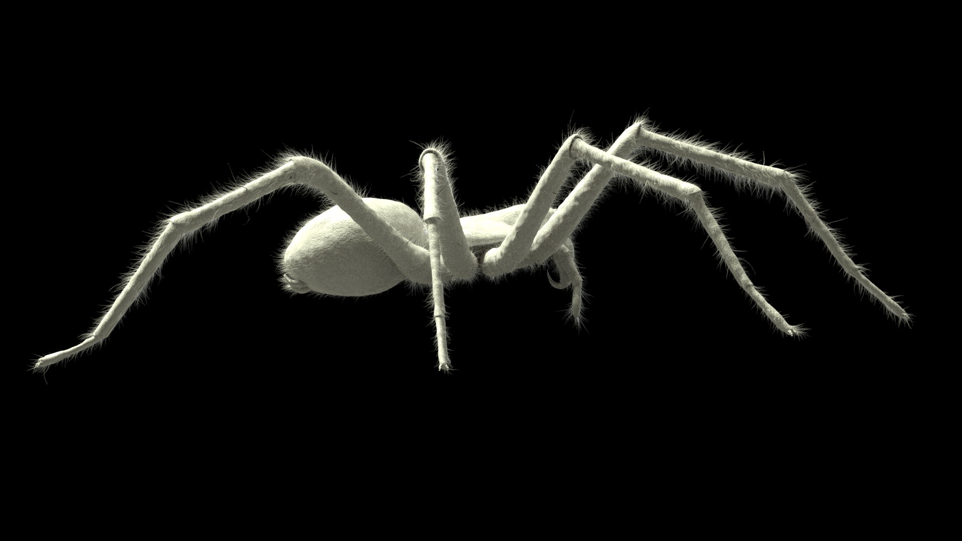 tegenaria domestica 3D model https://p.turbosquid.com/ts-thumb/jl/tkCn0n/akHOp9aY/r5/png/1523067247/1920x1080/fit_q87/6fbe35e08591efe8362a937e5a94078b3d8974c9/r5.jpg