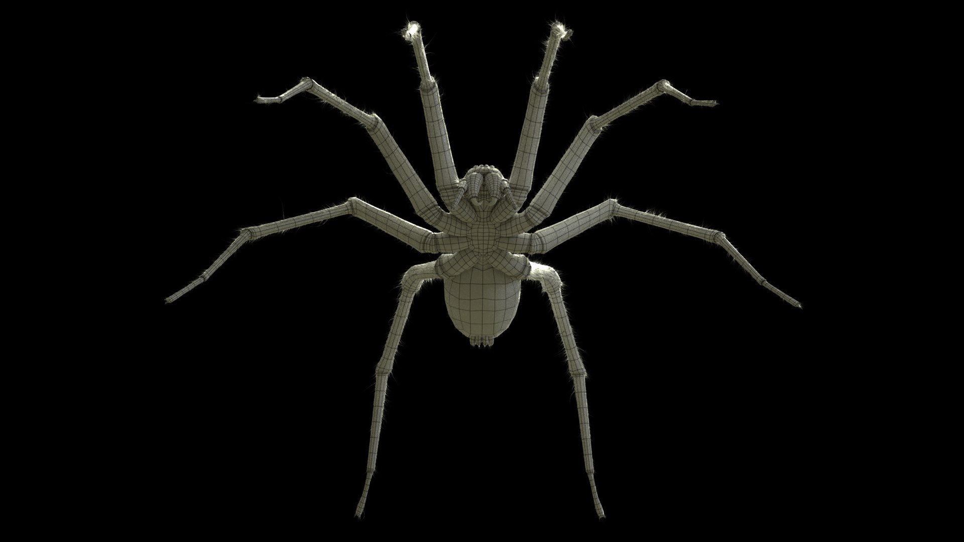 tegenaria domestica 3D model https://p.turbosquid.com/ts-thumb/jl/tkCn0n/cenPUibW/r8/png/1523067248/1920x1080/fit_q87/ca93433e07798beca2276402a4080796f4f93f93/r8.jpg