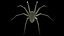 Tegenaria Domestica