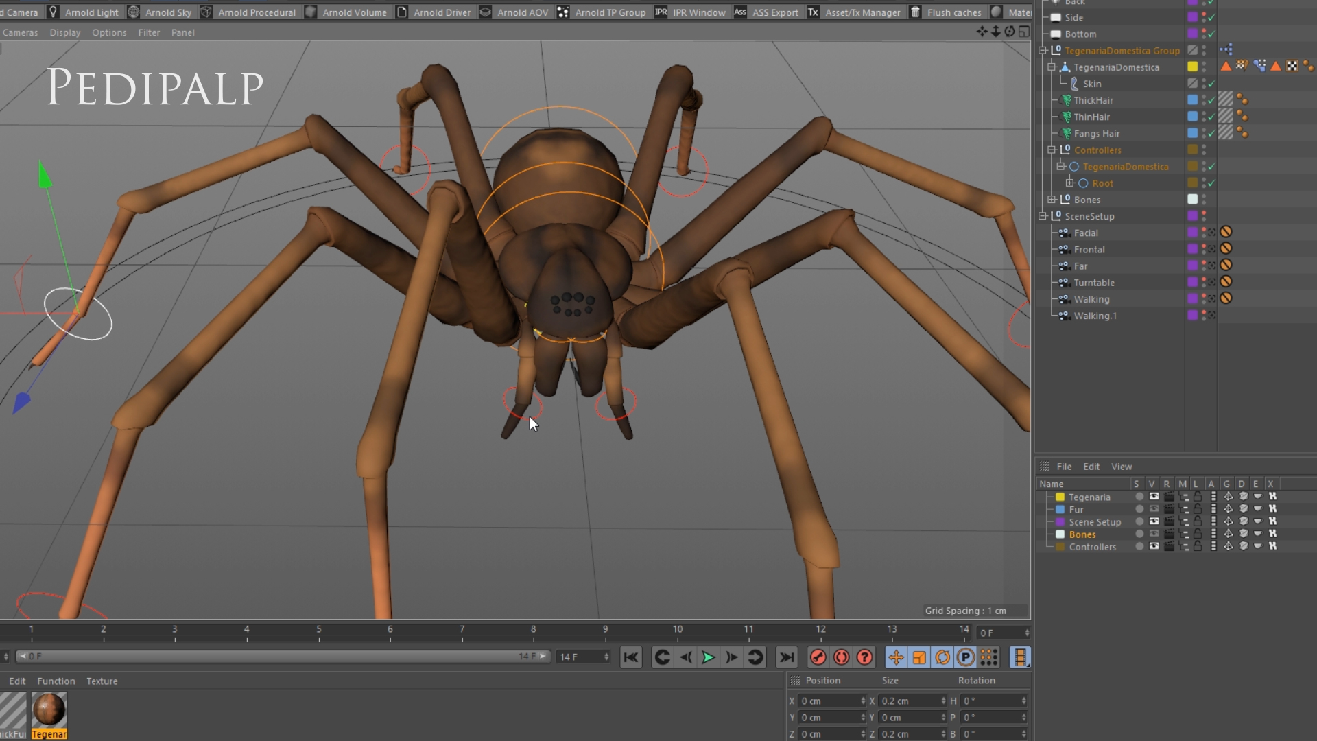 tegenaria domestica 3D model https://p.turbosquid.com/ts-thumb/jl/tkCn0n/t6icDkof/rig/png/1523113665/1920x1080/turn_fit_q99/5b7f836ce1bb3453356b22c3051411d0705dc753/rig-1.jpg