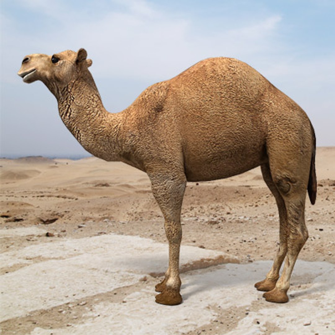 3d model arabian camel hump https://p.turbosquid.com/ts-thumb/jl/uN15y1/1M2bWggi/arabian_camel_c_02/jpg/1265035713/1920x1080/fit_q87/b7a8387f17d040a6d13d817b742e2db01363c38a/arabian_camel_c_02.jpg