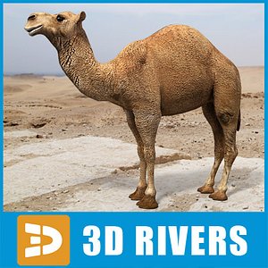 3d model arabian camel hump