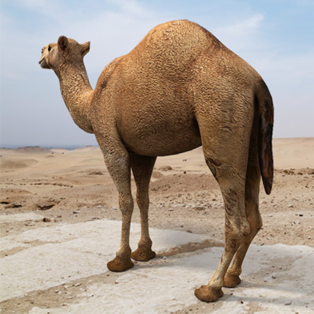 3d model arabian camel hump https://p.turbosquid.com/ts-thumb/jl/uN15y1/i75zbDDB/arabian_camel_c_03/jpg/1265035713/1920x1080/fit_q87/490707a9a1a3520ab5bab4ae98a08b5f6188ae18/arabian_camel_c_03.jpg