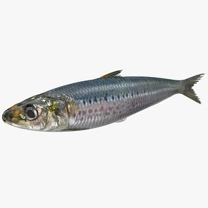 Canned Sardine Fish