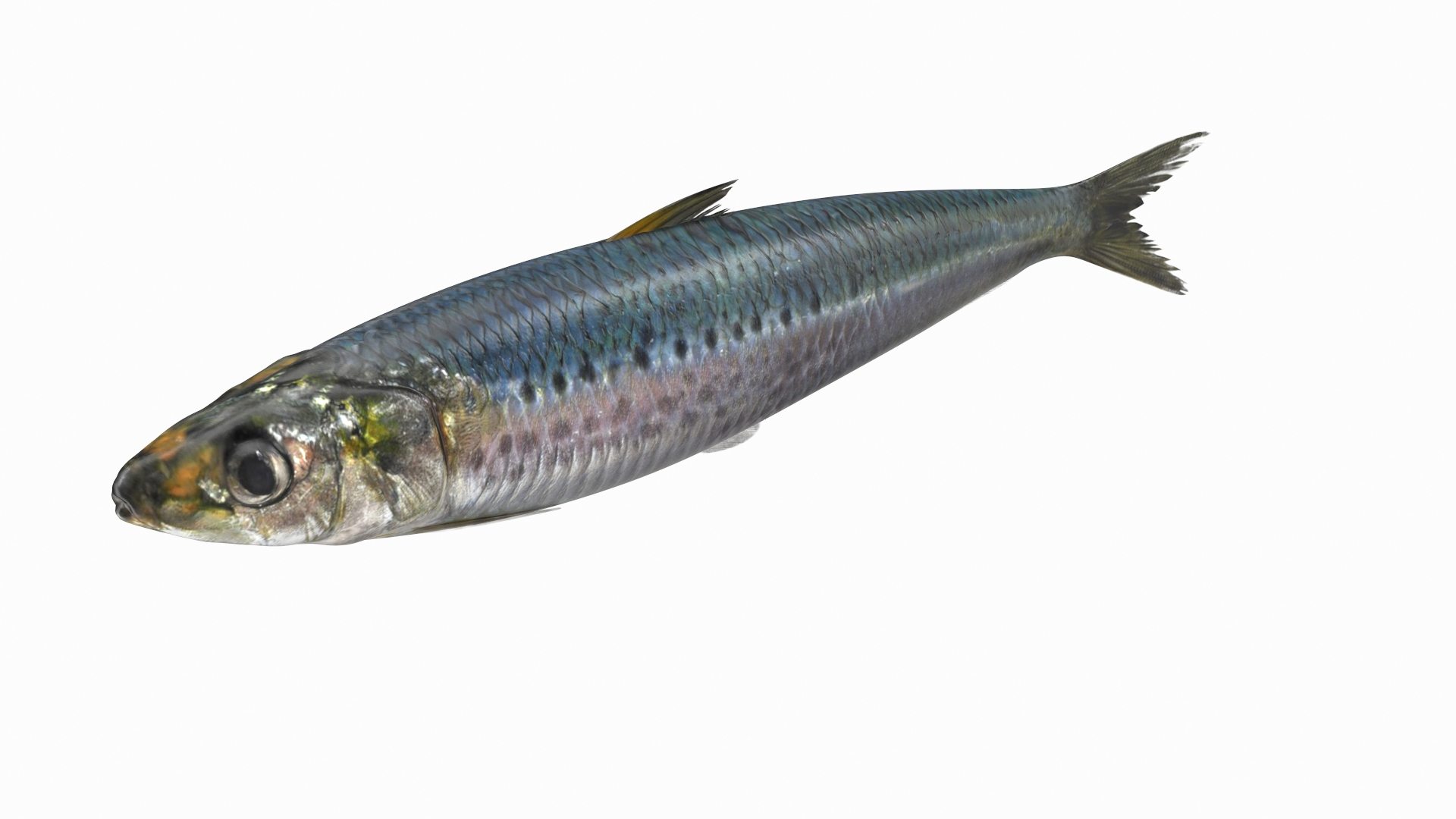 3D Canned Sardine Fish TurboSquid 1808632