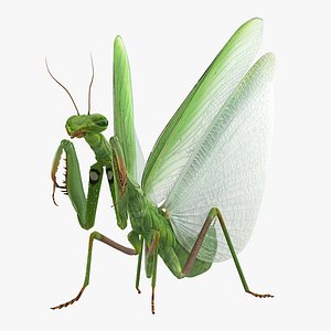 European Mantis Wings Open 3D Model