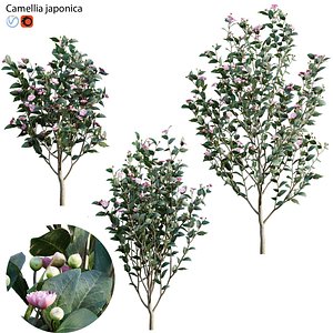 3D model Camellia japonica - Japanese camellia