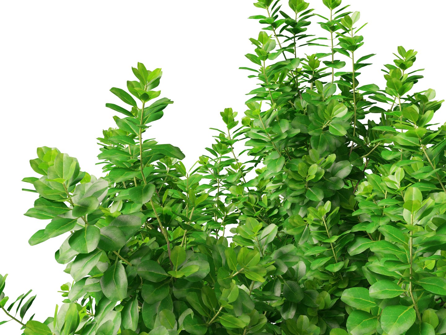 Coprosma repens - New Zealand laurel model https://p.turbosquid.com/ts-thumb/jm/VWNZ8B/IO/coprosmarepens017/jpg/1704608857/1920x1080/fit_q87/f0c1139a037444c9c7757c5358e16ec19e0dcc7e/coprosmarepens017.jpg