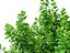Coprosma repens - New Zealand laurel