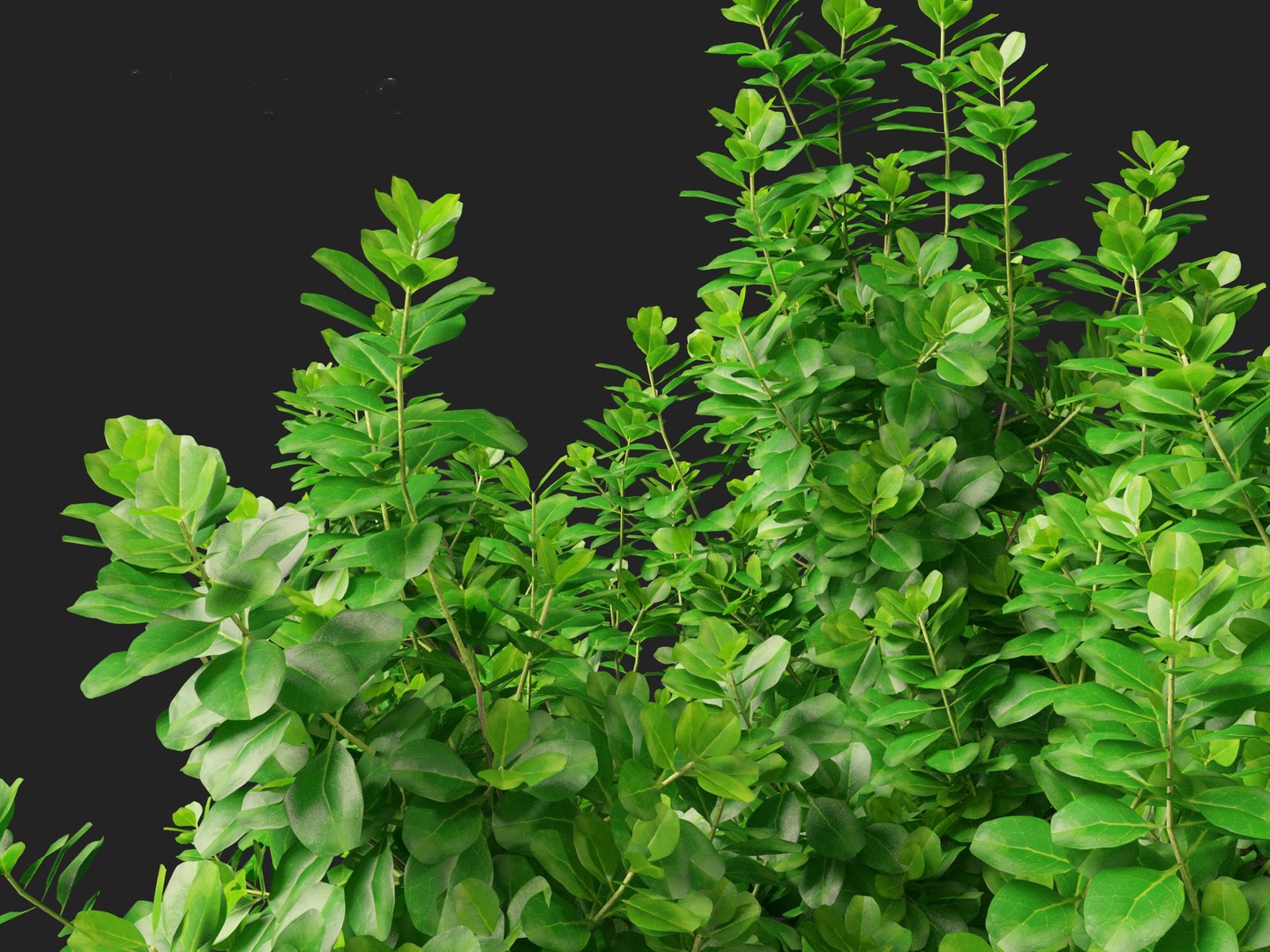 Coprosma repens - New Zealand laurel model https://p.turbosquid.com/ts-thumb/jm/VWNZ8B/d1/coprosmarepens018/jpg/1704608857/1920x1080/fit_q87/e8ec967d352ba2fc9fa8fd6836317f889f30e293/coprosmarepens018.jpg