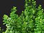 Coprosma repens - New Zealand laurel