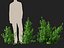 Coprosma repens - New Zealand laurel