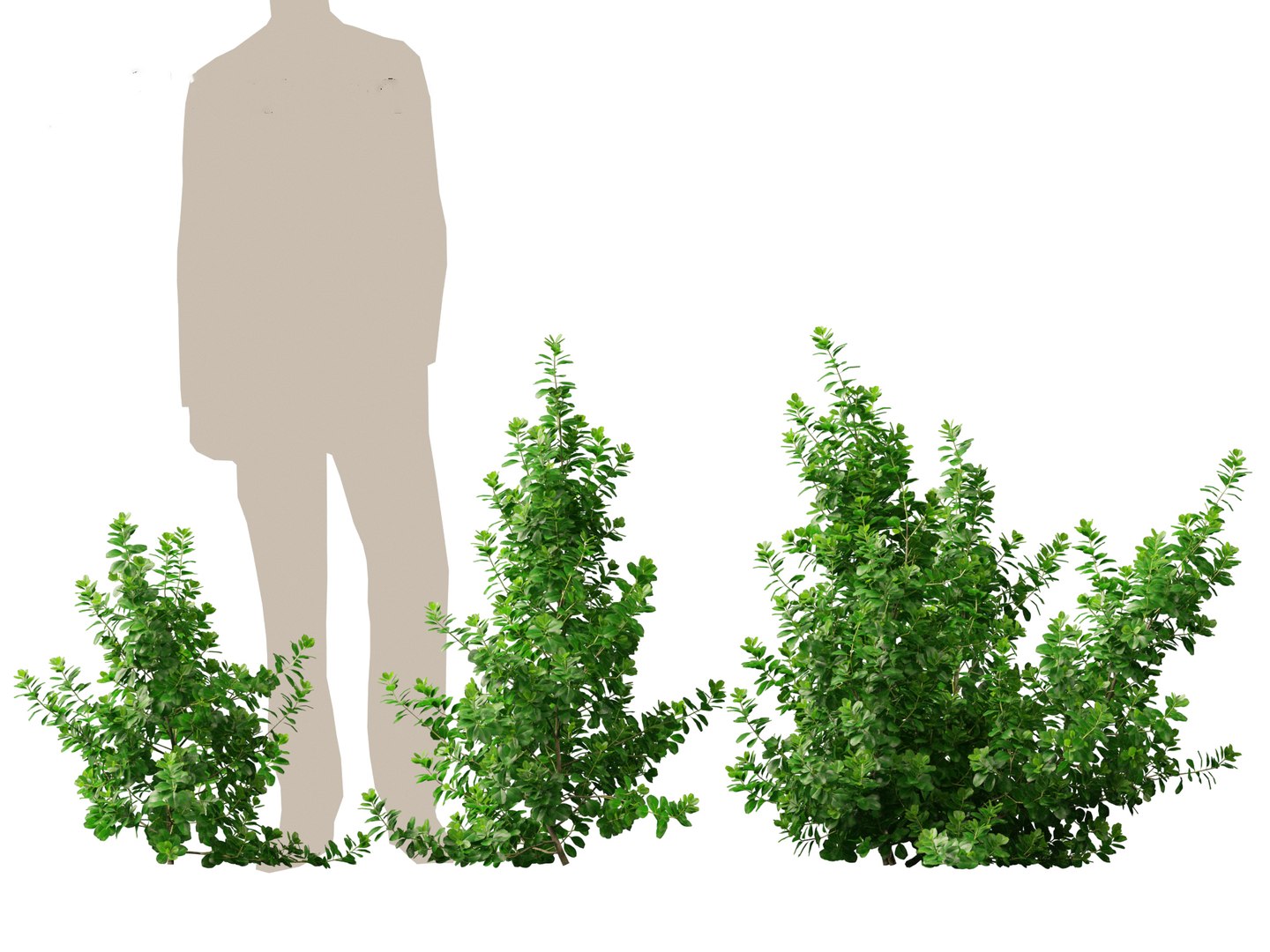 Coprosma repens - New Zealand laurel model https://p.turbosquid.com/ts-thumb/jm/VWNZ8B/lh/coprosmarepens015/jpg/1704608850/1920x1080/fit_q87/6e633a084773cade101c66a91655d29af49ba483/coprosmarepens015.jpg