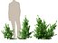 Coprosma repens - New Zealand laurel