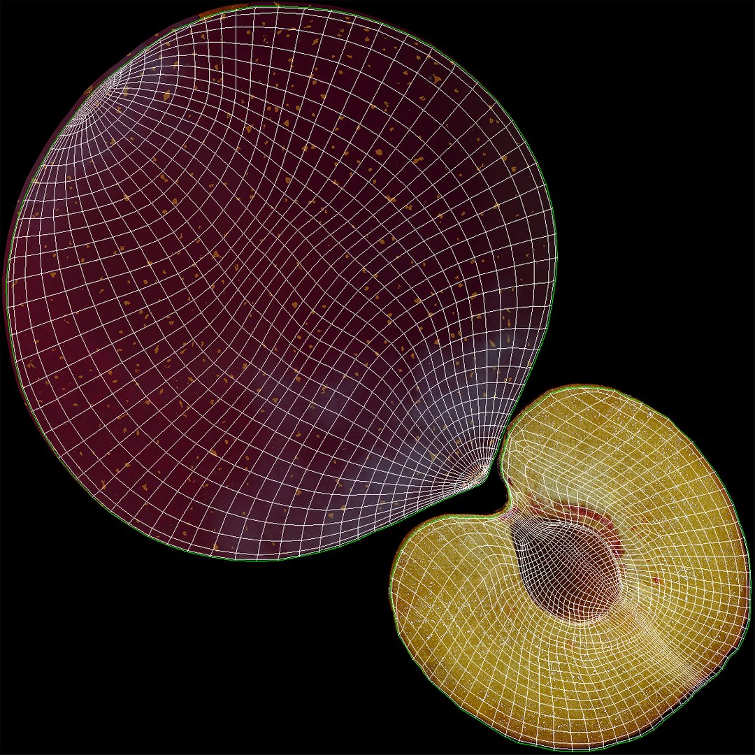 plum half modeled 3d model https://p.turbosquid.com/ts-thumb/jm/VjPz59/CwddDC34/plumcrosssection3dmodel16/jpg/1435828672/1920x1080/fit_q87/1c0eaedb15b9eb911acebadcbfc670800b16c94c/plumcrosssection3dmodel16.jpg