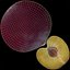 Plum Half 3D Model