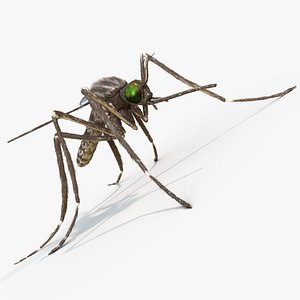 Mosquito Rigged Animated 8K PBR Textures