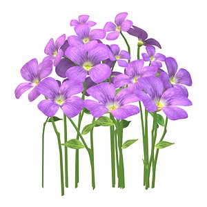 Purple Flower patch