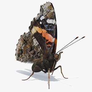 vanessa atalanta butterfly sitting 3D
