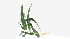 Sprig of eucalyptus herb with leaf