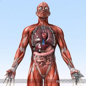 Rigged - Human Male Anatomy