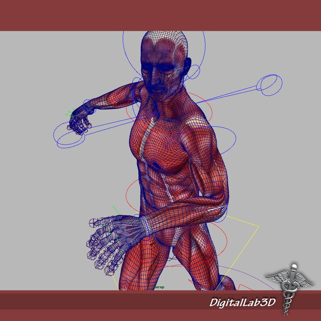 rigged - human male 3d model https://p.turbosquid.com/ts-thumb/jm/xuPeo1/6tJ6V23p/malerigged_3/jpg/1277891147/1920x1080/fit_q87/a9793e7501121c39598c0c98f066d2ae6fd935b6/malerigged_3.jpg