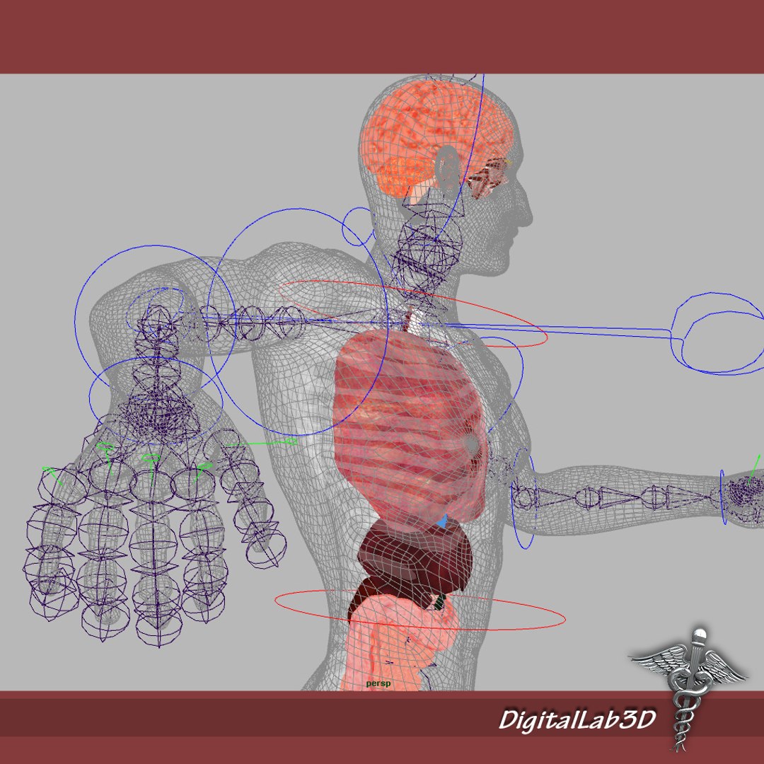 rigged - human male 3d model https://p.turbosquid.com/ts-thumb/jm/xuPeo1/Ftl95SFB/malerigged_1/jpg/1277891147/1920x1080/fit_q87/517494dfa2ed940a0e719df9acc0c8d2072b3b85/malerigged_1.jpg