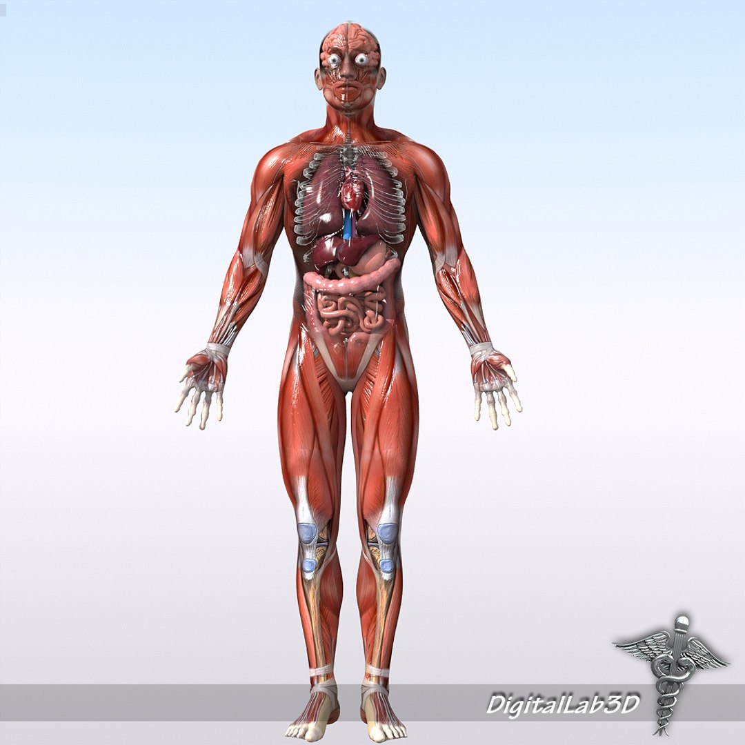 rigged - human male 3d model https://p.turbosquid.com/ts-thumb/jm/xuPeo1/cru7vOqd/malerigged_11/jpg/1277891147/1920x1080/fit_q87/1372b61a898772dcaa1b48cf6c9169ae0eb2d734/malerigged_11.jpg