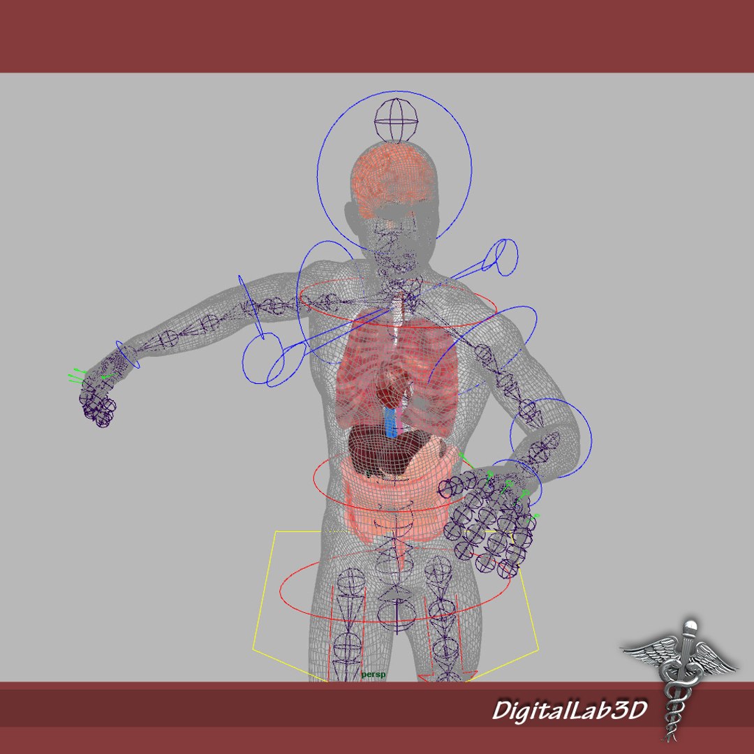 rigged - human male 3d model