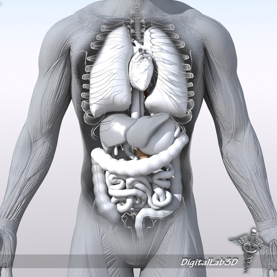 rigged - human male 3d model https://p.turbosquid.com/ts-thumb/jm/xuPeo1/vbNkU60Z/malerigged_grayscale/jpg/1277891147/1920x1080/fit_q87/3094aab97ad9bae2f1086c94ddf113b9228b06c3/malerigged_grayscale.jpg