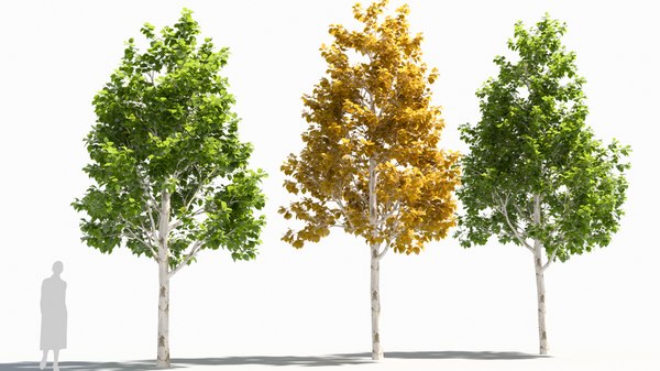 betula platyphylla tree 3D model