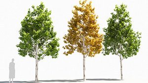 betula platyphylla tree