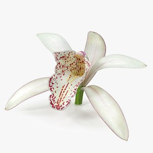 3D Cymbidium Orchid Flower White