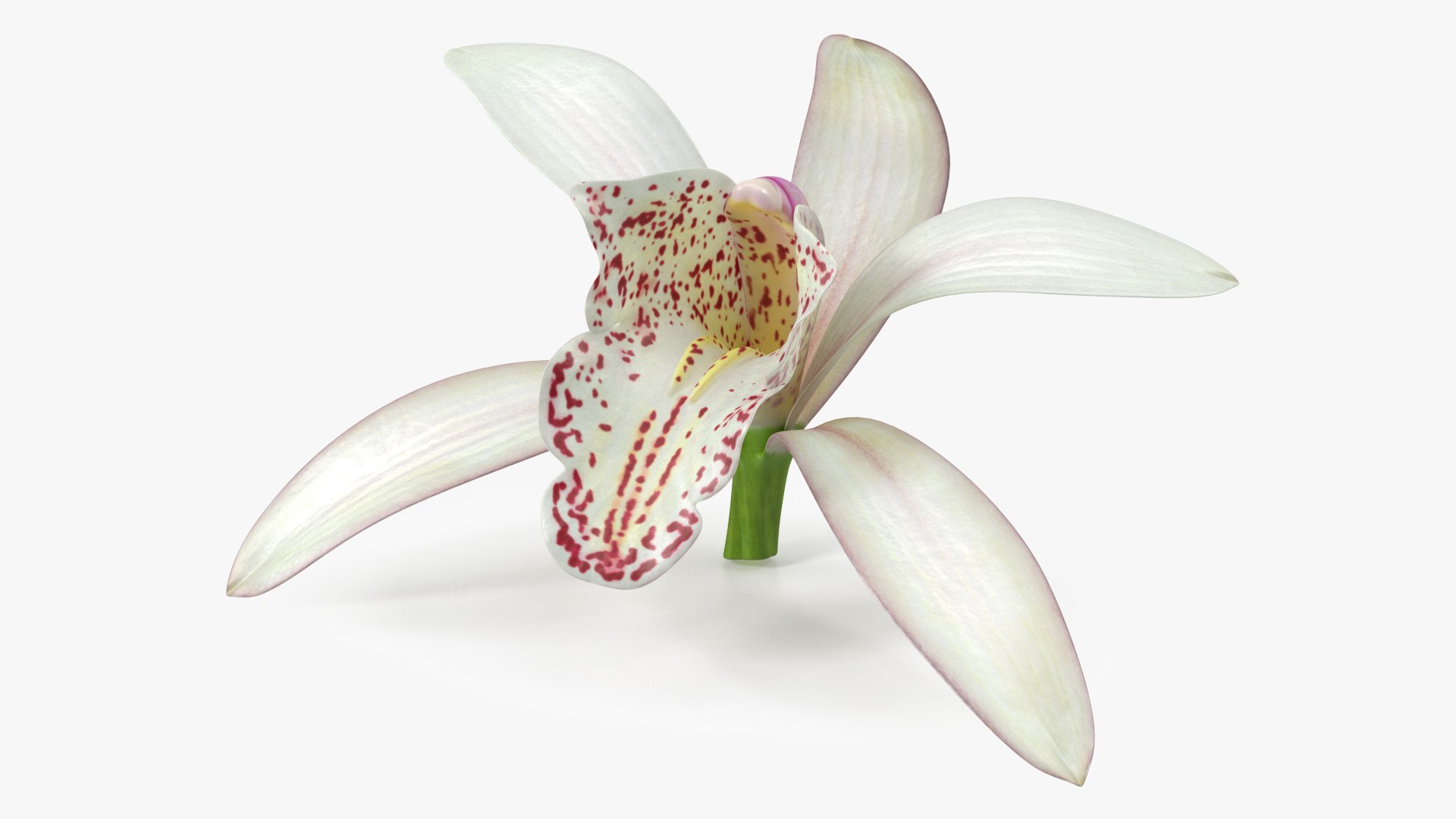 Cymbidium Orchid Flower White 3D model preview
