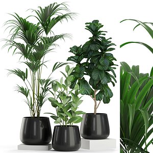 Plants collection 464 3D model