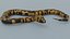 Python Snake - Low Poly- Game Ready - PBR