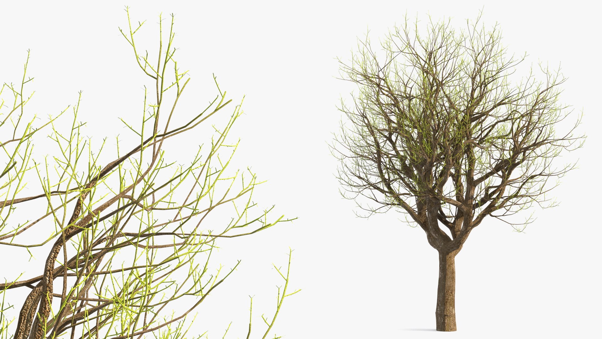 Old Pistachio Tree 3D model preview