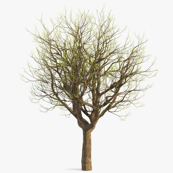 3D old pistachio tree