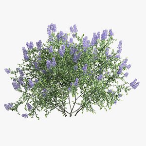 Ceanothus - California Lilac 02 model