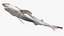 Sharpnose sevengill shark