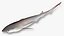 Sharpnose sevengill shark