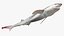 Sharpnose sevengill shark