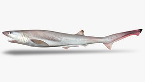 Sharpnose sevengill shark 3D