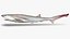 Sharpnose sevengill shark