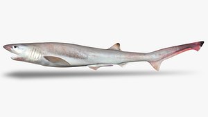 Sharpnose sevengill shark