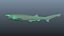 Sharpnose sevengill shark