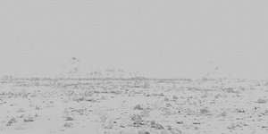 (element) Blowing Leaves