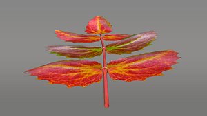 oregon grape leaf obj